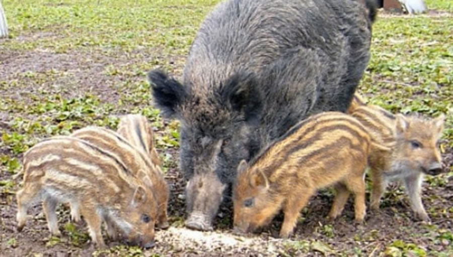 Corso di abilitazione per la caccia di selezione e di coadiuvatori al controllo del cinghiale in provincia di Benevento