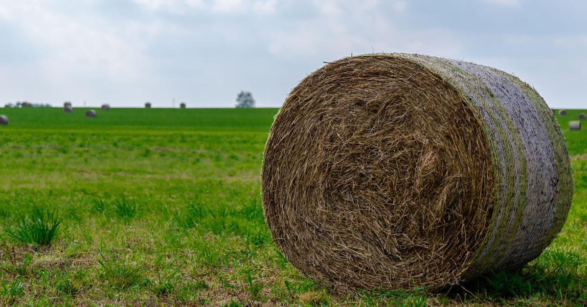 Corso di formazione: Azioni di Mitigazione del dissesto idrogeologico in campo agricolo e forestale